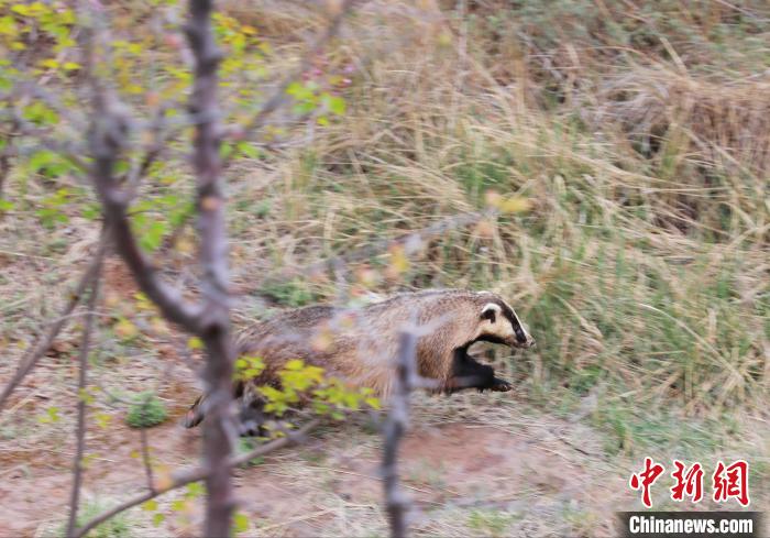 圖為西寧野生動(dòng)物園救護(hù)的狗獾在西寧市放歸大自然?！●R銘言 攝