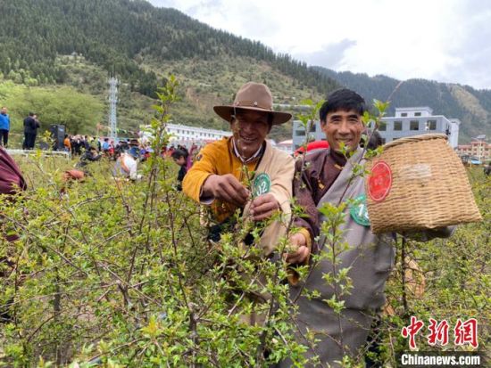 圖為當(dāng)?shù)剞r(nóng)牧民進行藏雪茶采摘比賽。　王劍輝 攝