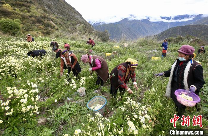 “落戶”黑水的杭白菊。桐鄉(xiāng)市宣傳部提供