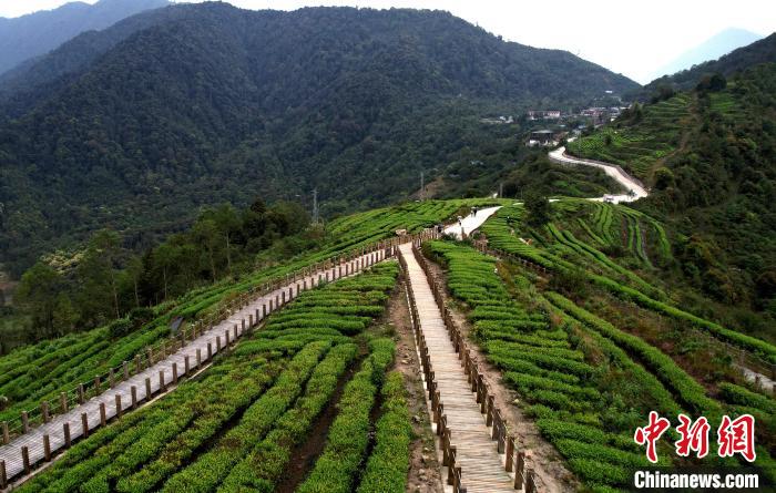 圖為西藏林芝市墨脫縣背崩鄉(xiāng)格林村山頂?shù)木坝^茶園。(無人機(jī)照片) 李林 攝