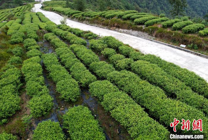 圖為西藏林芝市墨脫縣背崩鄉(xiāng)格林村山頂?shù)木坝^茶園。(無人機(jī)照片) 李林 攝