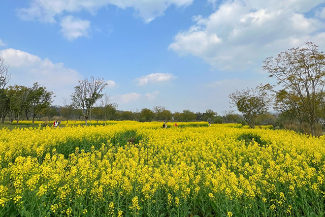 每到油菜花季，就有市民相約到重慶廣陽島上踏青賞花。鄒樂攝