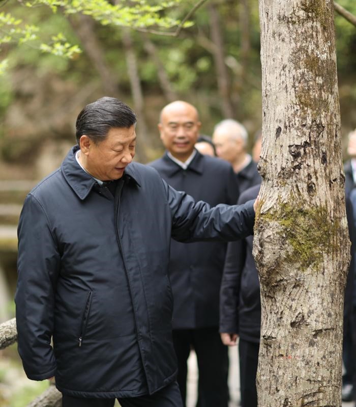 2020年4月20日，中共中央總書記、國家主席、中央軍委主席習(xí)近平在陜西考察調(diào)研。這是習(xí)近平在位于商洛市柞水縣的秦嶺牛背梁國家級自然保護(hù)區(qū)，考察秦嶺生態(tài)保護(hù)情況。 新華社記者 鞠鵬 攝