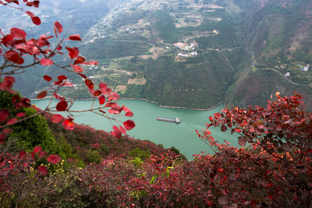 船舶行駛在紅葉掩映下的長江三峽重慶市巫山縣水域（2023年11月30日攝）。新華社記者 肖藝九 攝