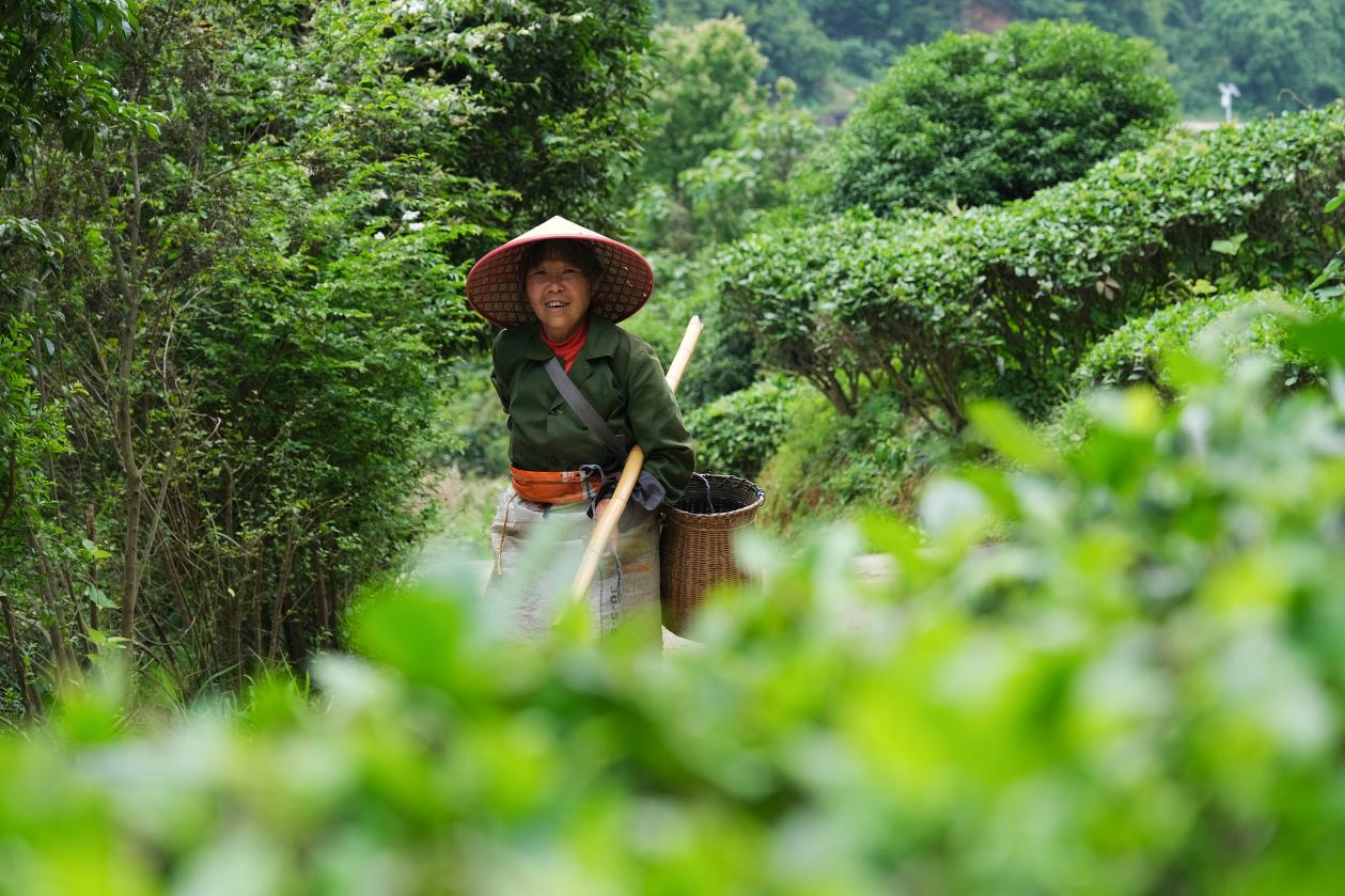 2024年4月24日，湖南省衡陽市耒陽市龍?zhí)伶?zhèn)江頭貢茶葉種植專業(yè)合作社，村民在茶山采摘茶葉，實(shí)現(xiàn)了家門口就業(yè)。