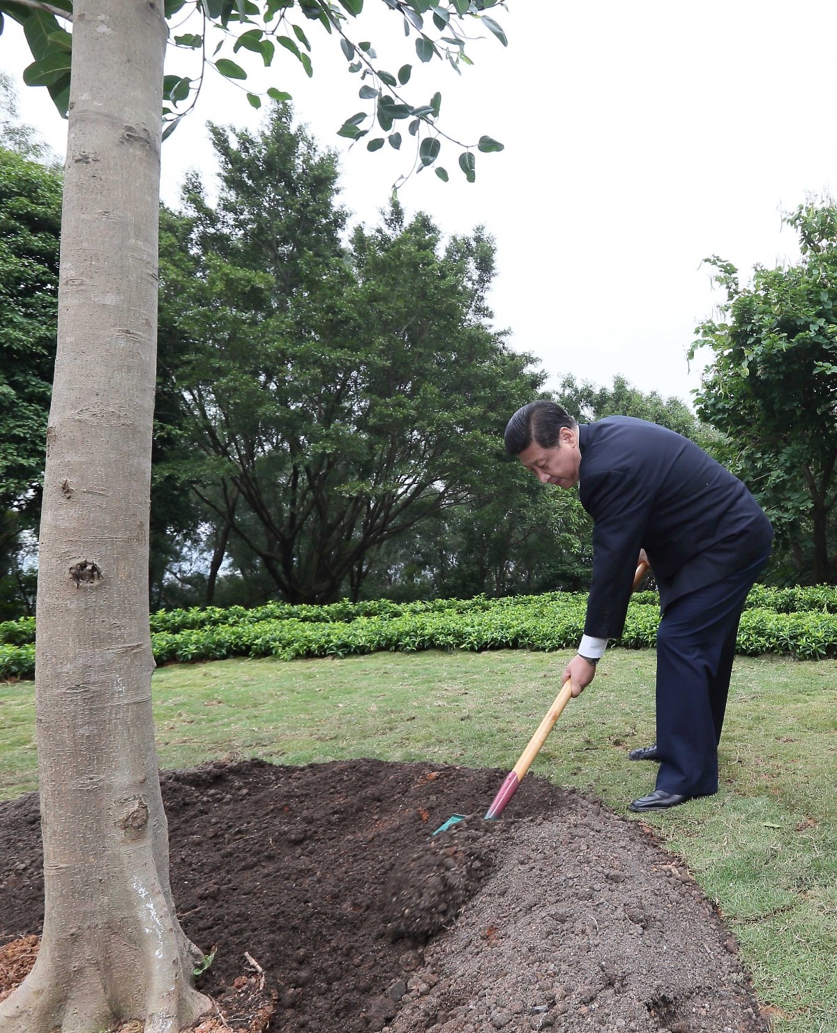 2012年12月8日，習近平在深圳蓮花山公園種下一棵高山榕樹。