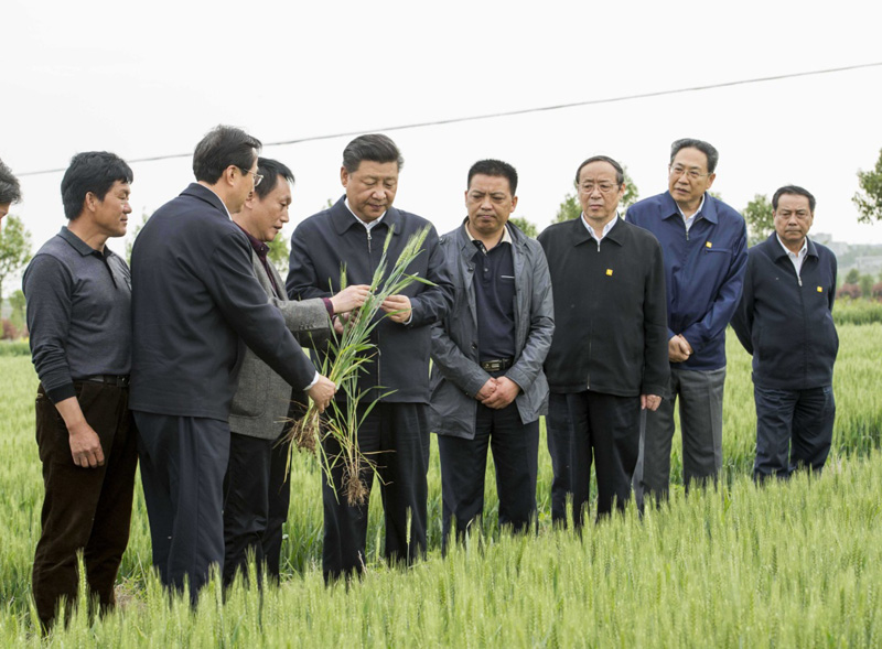 2016年4月25日下午，習(xí)近平在安徽滁州市鳳陽縣小崗村察看小麥長(zhǎng)勢(shì)。左一為種糧大戶程夕兵。新華社記者 李學(xué)仁 攝