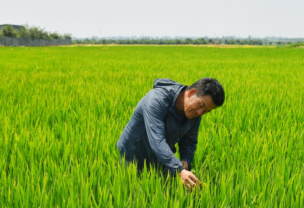 程夕兵在農(nóng)田里檢查水稻種植情況。人民網(wǎng)記者 周坤 攝