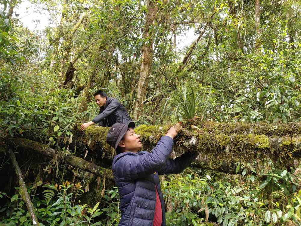 蘭花歸野。圖片由山水自然保護(hù)中心提供