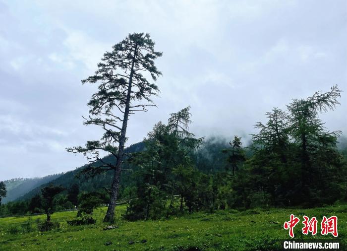 6月10日，魯朗小鎮(zhèn)高山牧場(chǎng)景區(qū)風(fēng)光?！∪轿木?攝