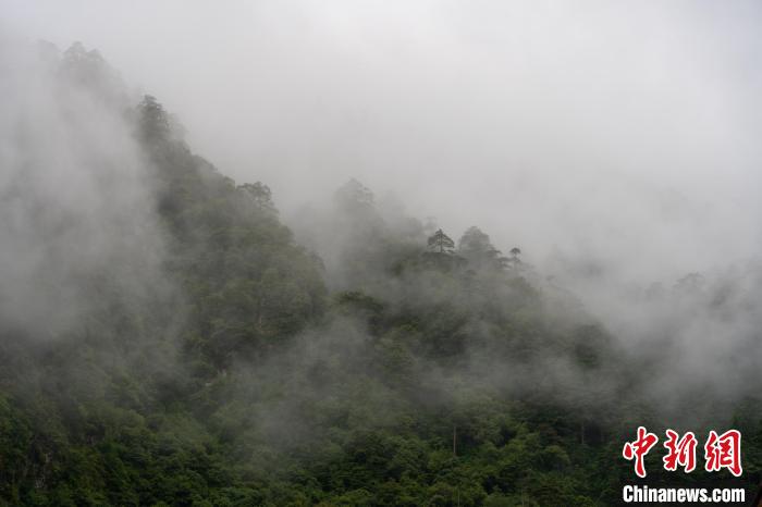 雨后勒布溝的云霧。　江飛波 攝