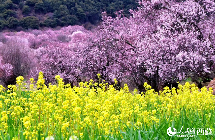 桃花與油菜花勾勒出別樣風(fēng)景。 人民網(wǎng) 李海霞攝