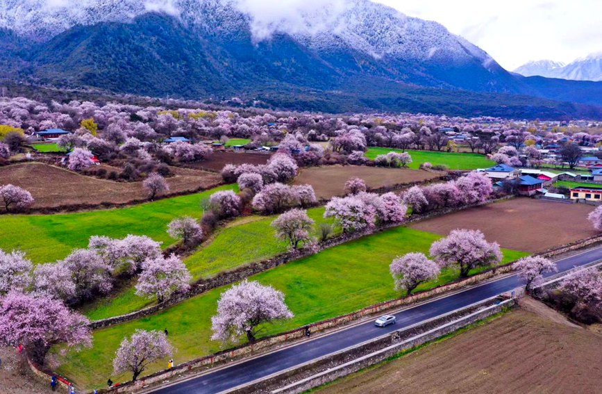 波密縣傾多鎮(zhèn)如納村盛開的桃花。徐馭堯攝