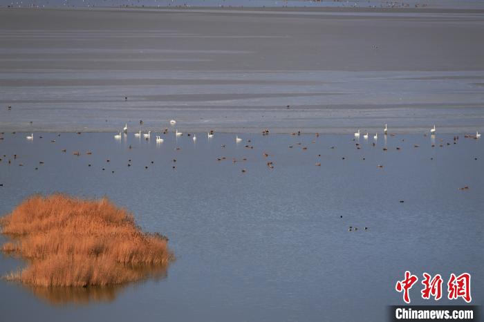 大天鵝飛抵柴達(dá)木盆地都蘭湖國家濕地公園“越冬”