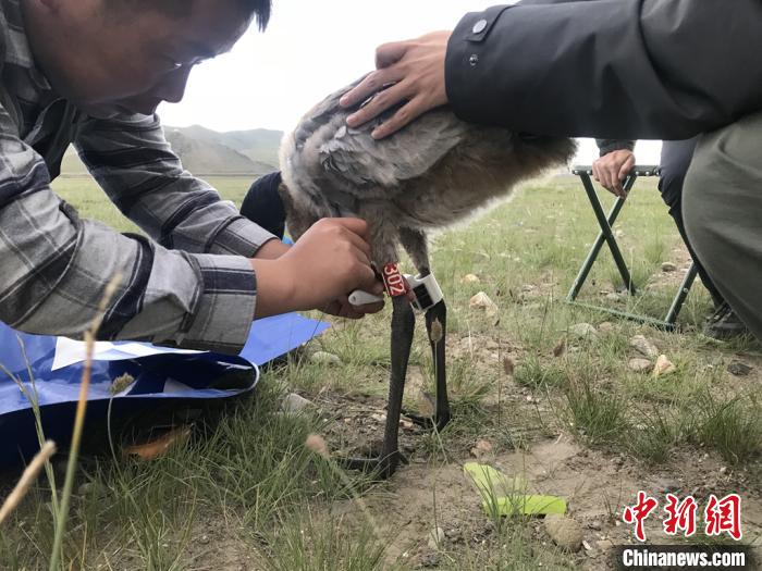 圖為研究人員為黑頸鶴佩戴GPS跟蹤設(shè)備。祁連山國家公園青海省管理局供圖