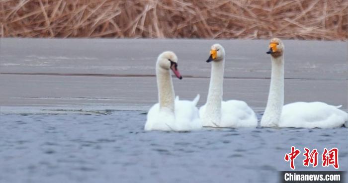 圖為疣鼻天鵝與大天鵝。　青海國(guó)家公園觀鳥(niǎo)協(xié)會(huì)供圖 攝