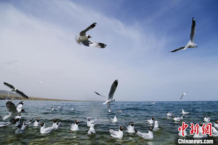 圖為水鳥在青海湖飛翔?！●R銘言 攝