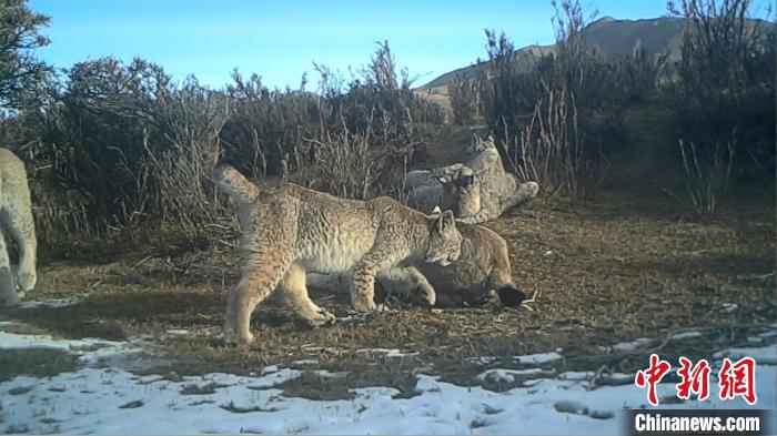 圖為紅外相機拍攝到的猞猁?！∑钸B山國家公園青海省管理局供圖