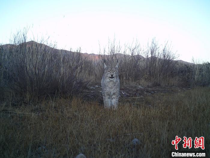 祁連山國家公園（青海）：猞猁野外繁育創(chuàng)造世界新紀錄