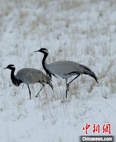 在若爾蓋濕地的蓑羽鶴?！∩袞|機(jī) 攝