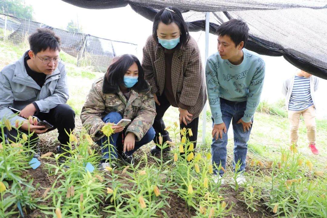 彭州對口支援工作組隊項目組查看瓦布貝母種植情況。彭州市宣傳部供圖