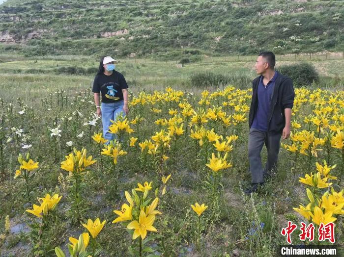 村民采摘百合花?！∪捞量h委宣傳部供圖