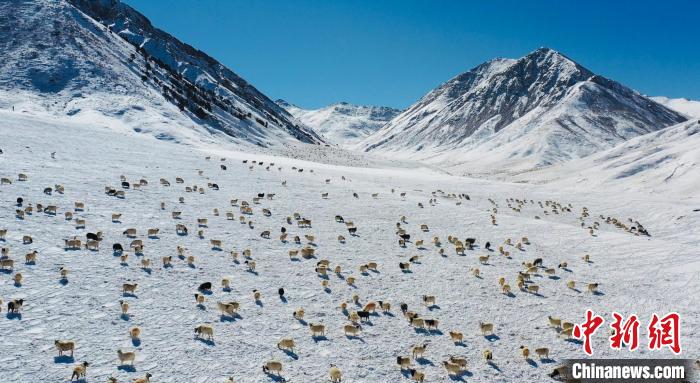 圖為羊群在雪地里覓食?！《继m縣融媒體中心供圖