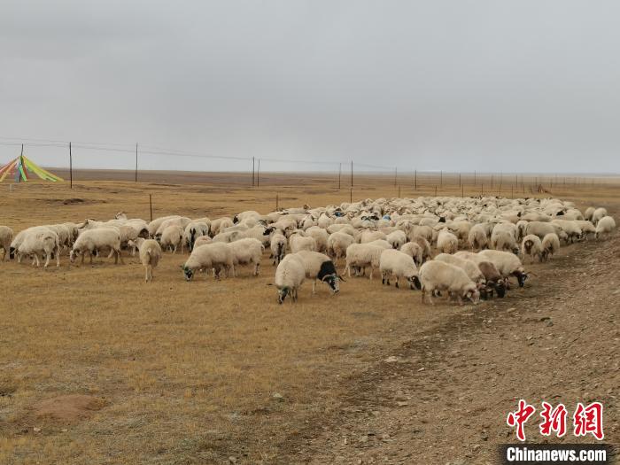 圖為瑪多藏羊?！‖敹嗫h委宣傳部 供圖