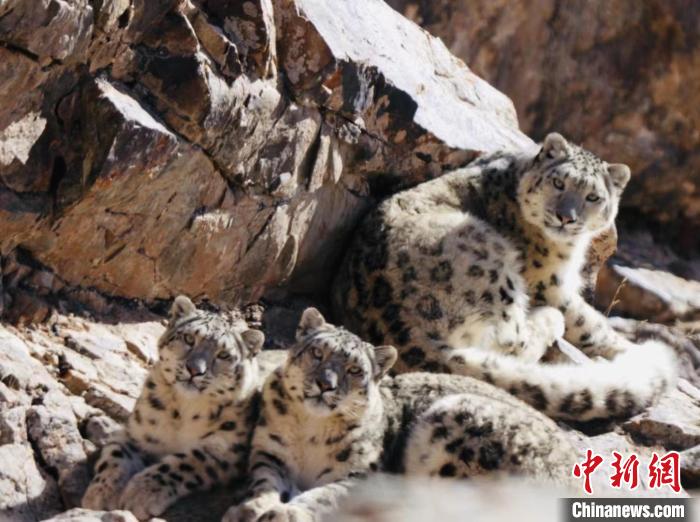 青海都蘭：雪豹、兔猻等多種珍稀野生動物亮相