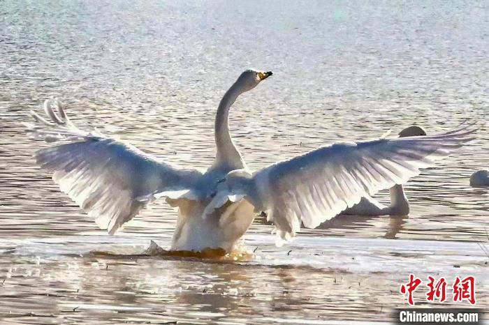 圖為一只大天鵝在水中沐浴?！?yán)桉 攝