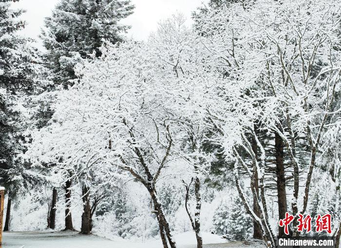 大熊貓國(guó)家公園王朗片區(qū)春雪如畫，宛若仙境。　羅春平 攝