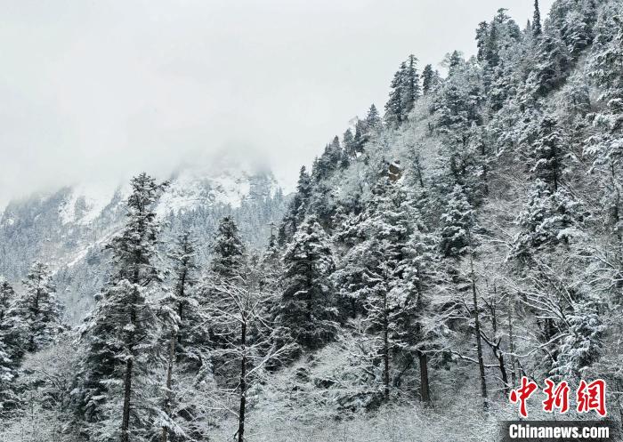 大熊貓國(guó)家公園王朗片區(qū)春雪如畫，宛若仙境?！×_春平 攝