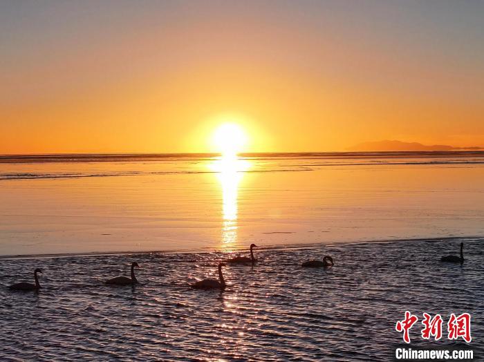 青海湖大天鵝遷徙而來(lái)沐浴游弋宛若仙子