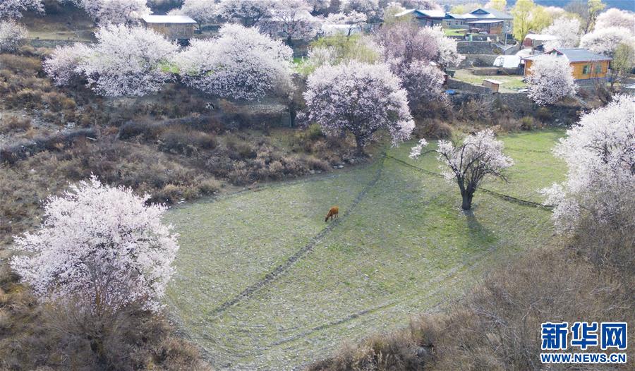 （美麗中國(guó)）（7）西藏林芝桃花盛開(kāi)