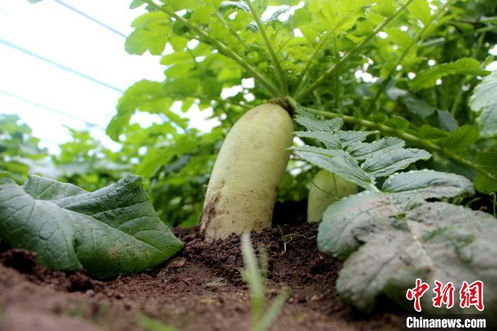 圖為亞東邊檢站“警營菜園”喜獲豐收的白蘿卜?！⊥鯑|東 攝