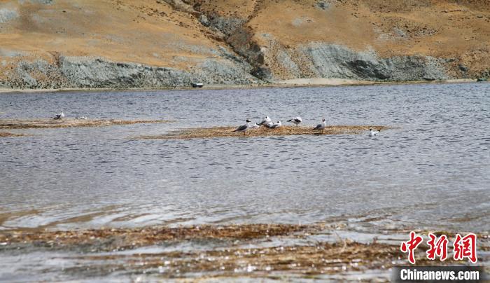 圖為瑪旁雍錯濕地棲息的水鳥?！≮w朗 攝