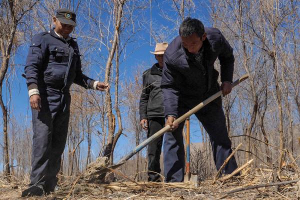 沙棘傳奇——西藏隆子跨越半個世紀的生態(tài)革命