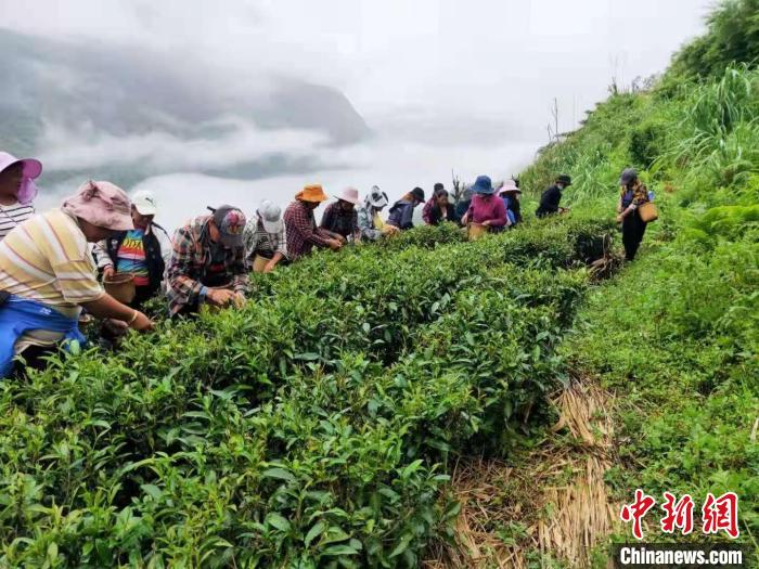 西藏墨脫茶園飄香茶農采摘春茶正忙