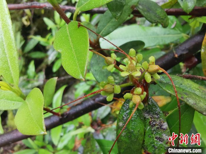 圖為折萼杜鵑果實圖。　中科院昆明植物研究所提供