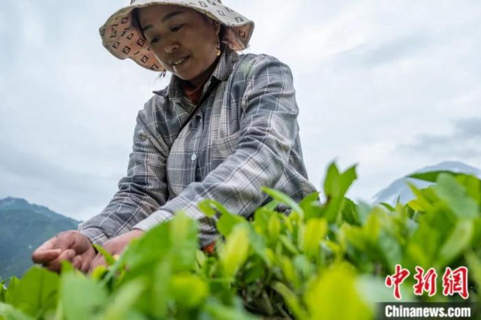 圖為墨脫縣背崩鄉(xiāng)門巴族民眾采摘茶葉。