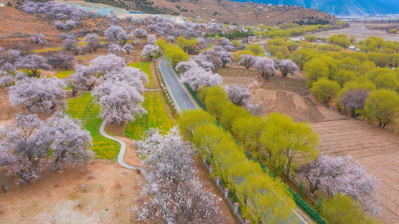 林芝桃花盛開。 張靜攝