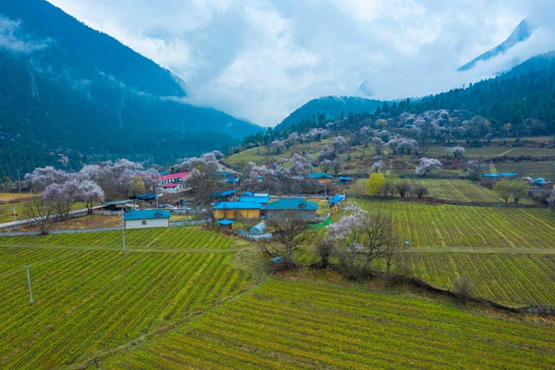 桃花村。 張靜攝