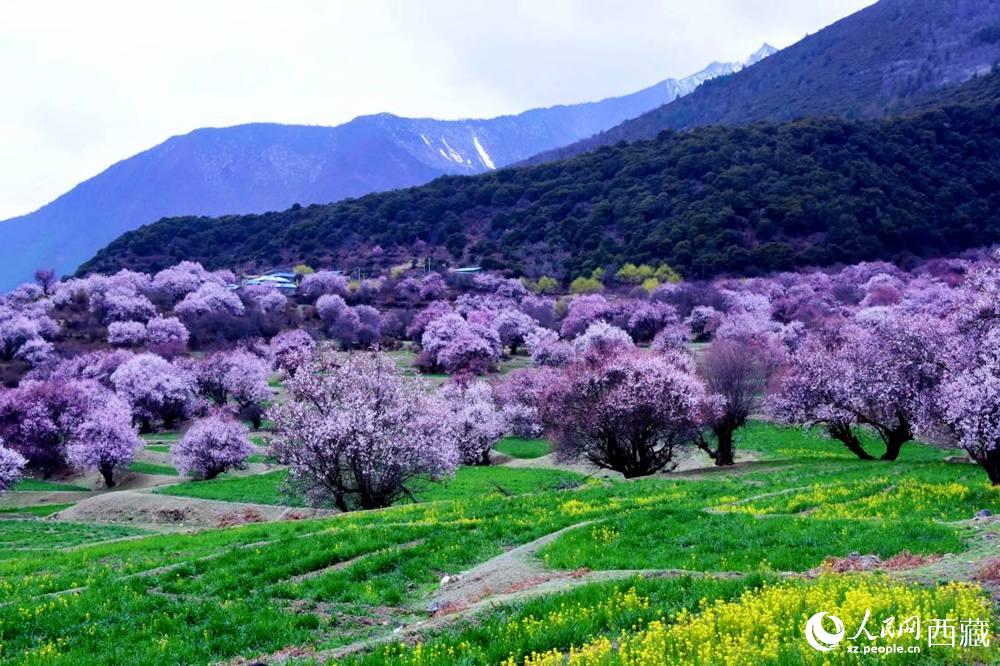 一樹樹野桃花開得正艷。人民網(wǎng) 李海霞攝