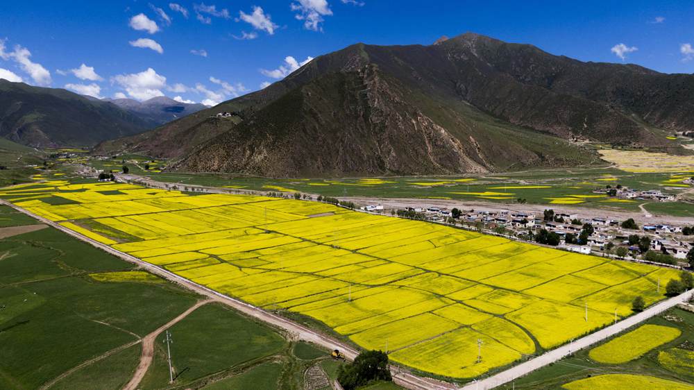 西藏墨竹工卡縣油菜農(nóng)田。