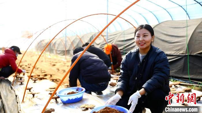 圖為農(nóng)民采收靈芝孢子粉。　鄧巴 攝