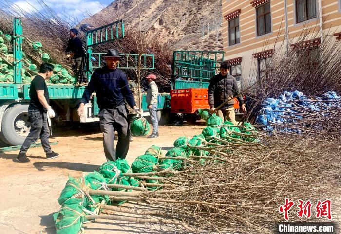 民眾搬運(yùn)苗木。　昌都市芒康縣委宣傳部供圖