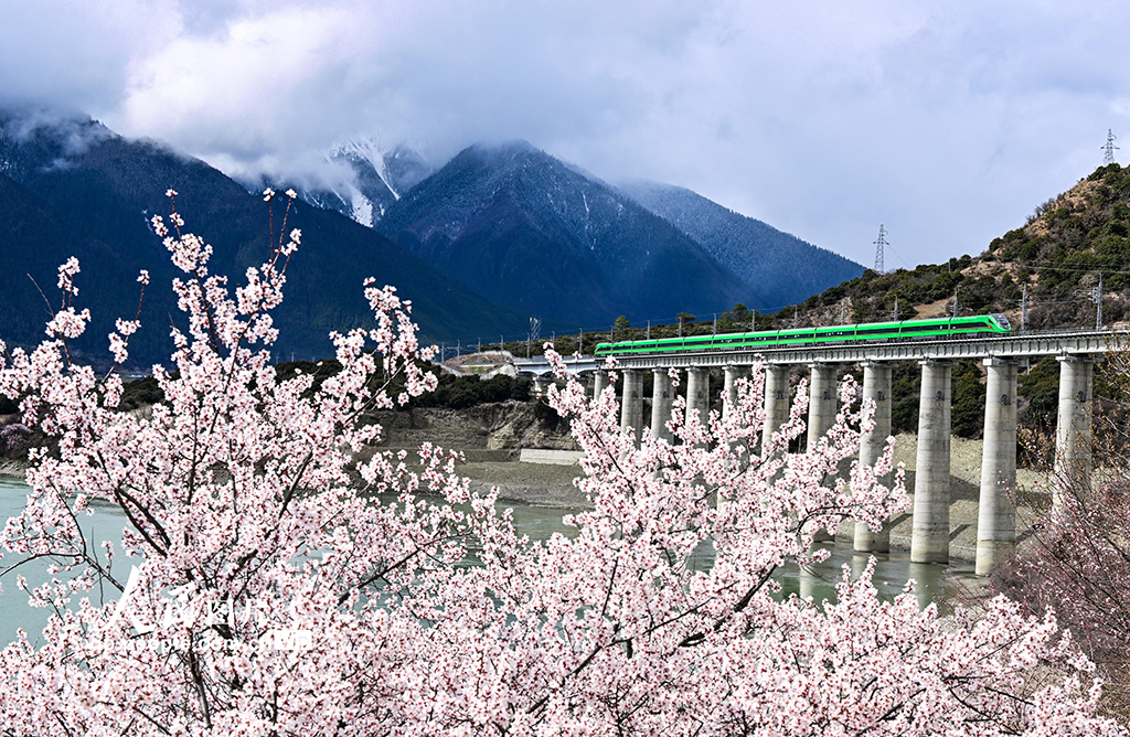 西藏林芝：雪域高原列車穿越花?！?】