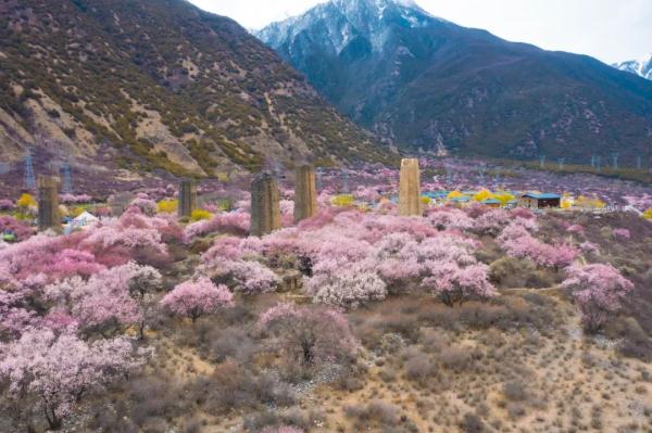 人間桃花源！林芝桃花有多絕？