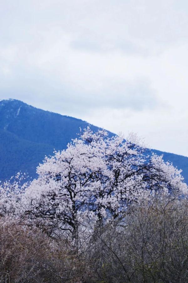 人間桃花源！林芝桃花有多絕？