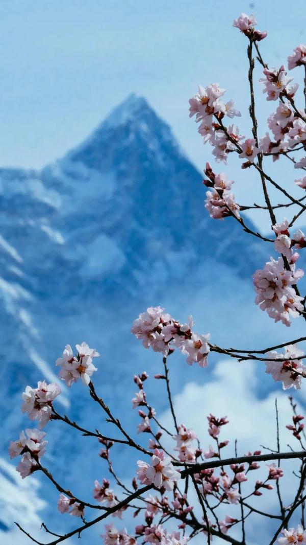 人間桃花源！林芝桃花有多絕？